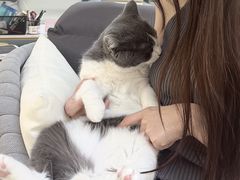 -lincat·猫舍(广州店)