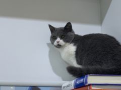 -萌兽医馆·宠物医院·猫骨科(创景店)