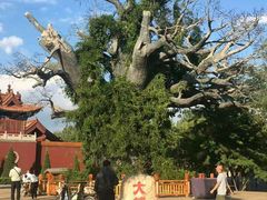 -大槐树寻根祭祖园