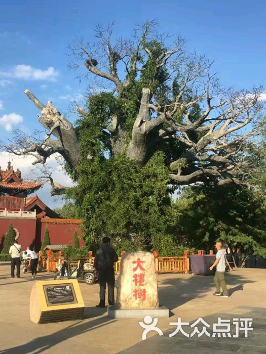 洪洞大槐树寻根祭祖园图片 第29张