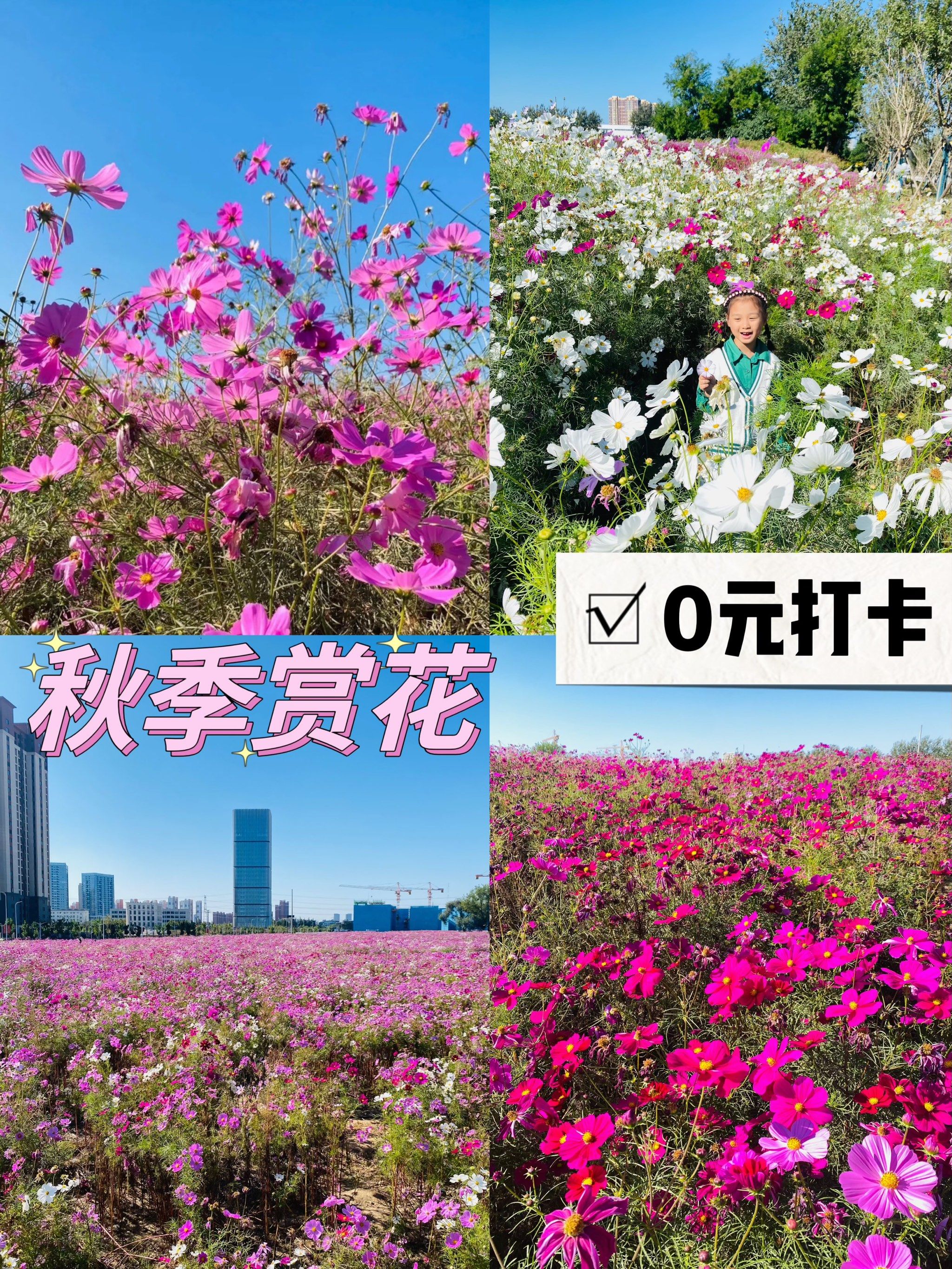 花～\\n没想到保定的秋天也有这么美的格桑花海～\\n\\n?成片花海