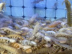-日照大牌檔•小船海鲜(万平口店)