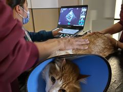 -瑞派康怡24h宠物医院·犬猫医疗中心·微创绝育(瑞景分院)