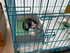 -唐小姐の猫狗洗护·购宠旗舰店(周浦万达店)
