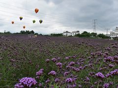 -紫颐香薰山谷景区