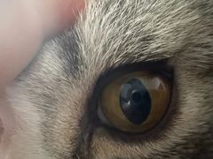 -美联众合动物医院·24h转诊中心
