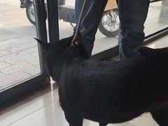 -艾贝尔宠物医院 ·内科全科(梁溪路店)