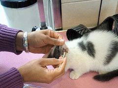 -北京观赏动物医院·24小时大型综合·猫专科·异宠专科