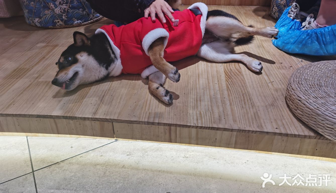hey we go 柴犬吧