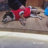 hey we go 柴犬吧