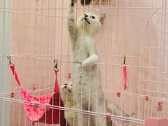 -酷豆宠物咖啡·宠物美食·撸猫馆