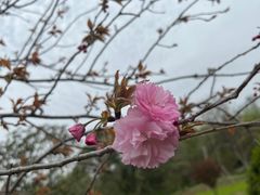 -上海滨江森林公园