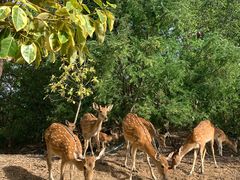-清迈夜间动物园