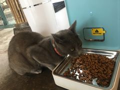 -喵屿·大理花园猫咖