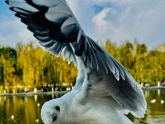 -翠湖宾馆·中餐厅