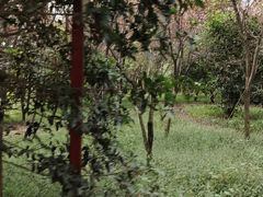 -东平国家森林公园