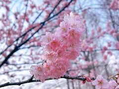 -顾村公园