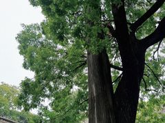 -少华山国家森林公园