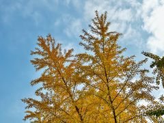 -三里屯东五街银杏大道