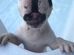 -翊宠yipet猫狗购宠庄园犬舍•猫舍