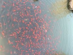 -重元寺香积厨素斋馆