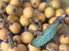 -Ton Ton吨吨小酒馆Live(观前街店)