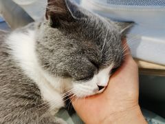 -爱侣·安琦尔宠物医院·中兽医针灸·心内科·狂犬免疫点(宝山区院)