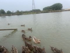 -白洋淀景区
