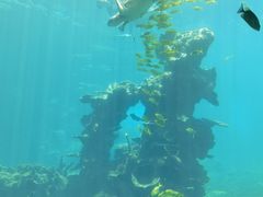 -海棠湾洲际-涛·海底餐厅·美人鱼·自助餐·海底隧道