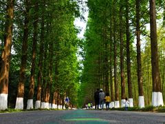 -黄海国家森林公园