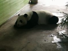 -石家庄市动物园