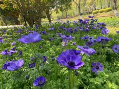 -上海鲜花港