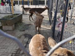 -长白岛森林公园