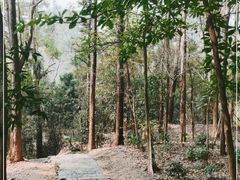 -番禺大夫山森林公园