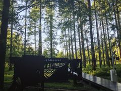 -黄海国家森林公园