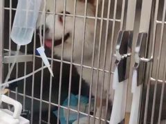 -爱佳宠物中心医院24H·CT·骨外科·猫专科(瑶海万达店)