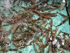 -渔民新村(番禺总店)