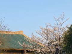 -武汉大学-樱园