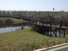 -合肥滨湖国家森林公园