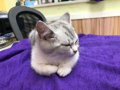 -瑞鹏宠物医院·猫科·宠保定点(梅溪湖分院)