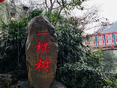 -南山植物园