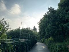 -树山生态村