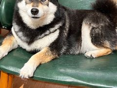 -是阿柴呀！柴犬咖啡·爱喵喵猫咖