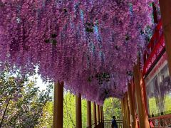 -栾川竹海野生动物园