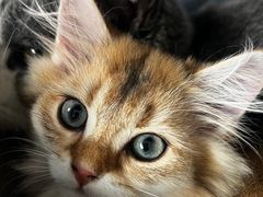 -伟伟宠物医院·瑞派猫友好医院·猫科(光谷店)