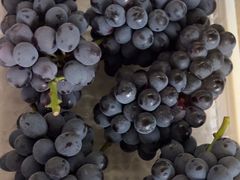 -马陆小张葡萄园农家乐