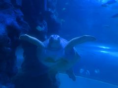 -左海海底世界