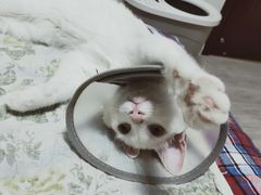 -喜多萌中农锦绣动物医院24H·猫科·牙科MRI·CT