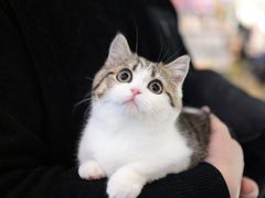 -momokira米努特·德文卷毛猫·棉花面纱犬