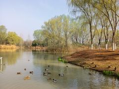 -西安浐灞国家湿地公园